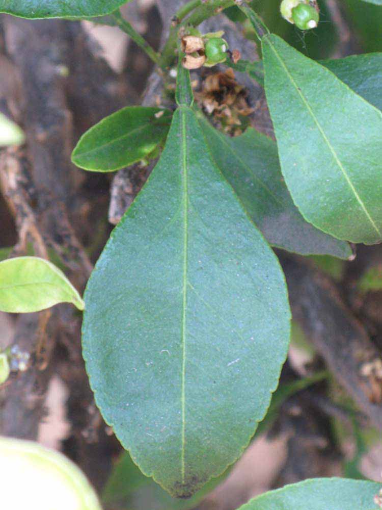                 Unifoliolate leaf (Myrtifolia, Riverside,   CA)       